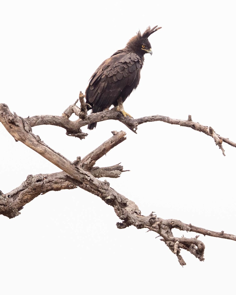 Long-crested Eagle - ML643655693