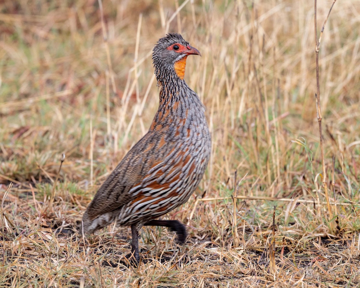 Gray-breasted Spurfowl - ML643655707