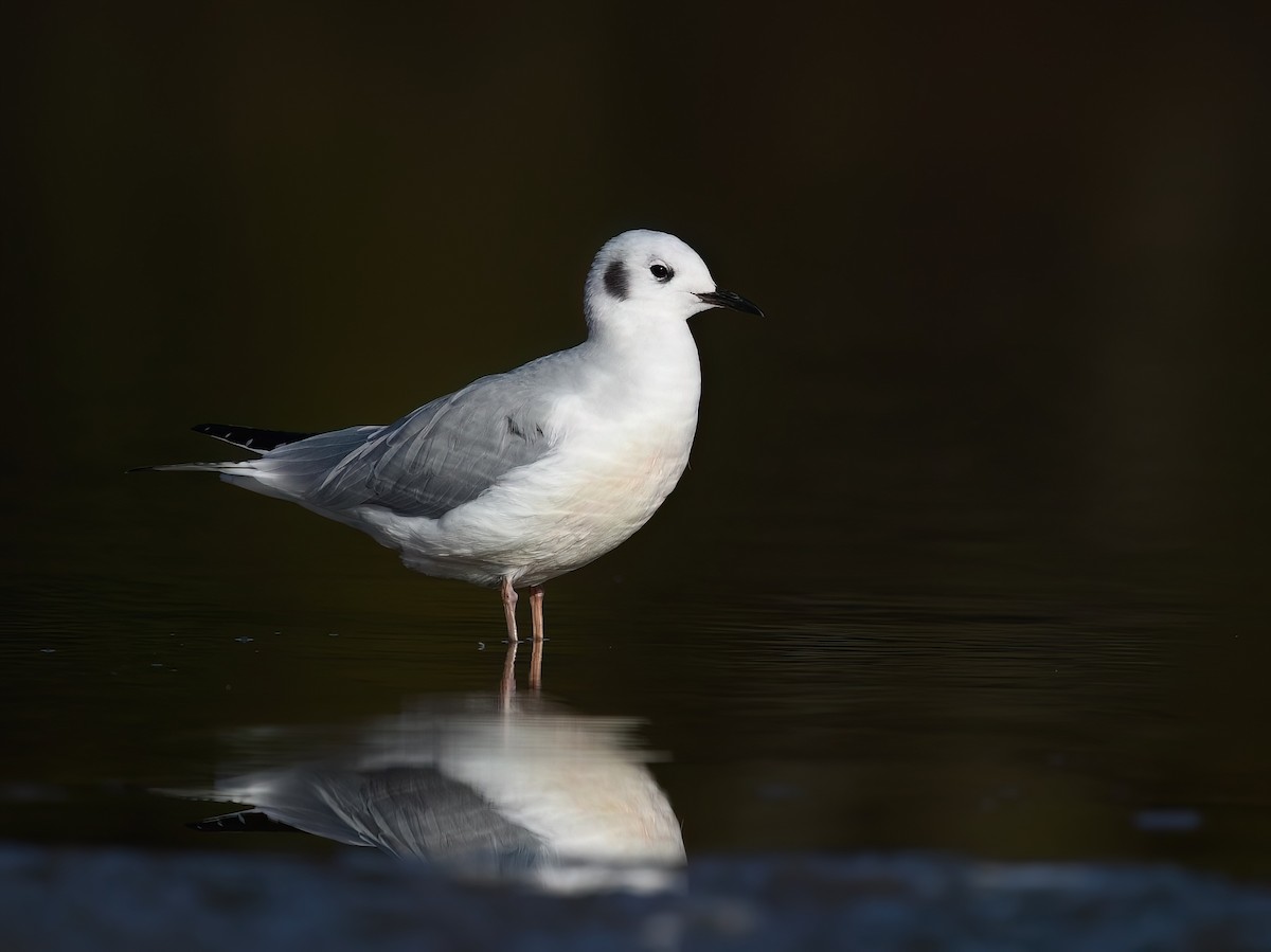 Mouette de Bonaparte - ML643655709