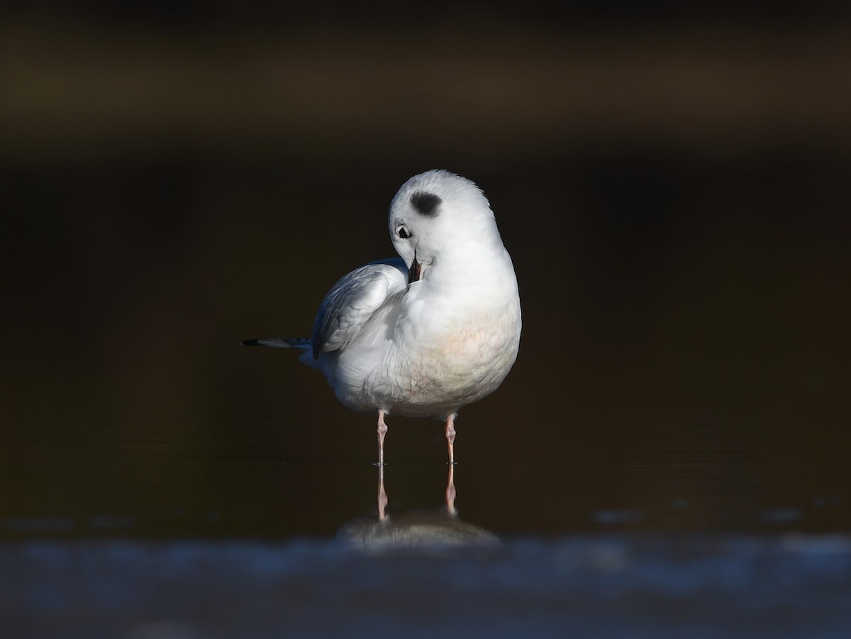 Mouette de Bonaparte - ML643655712