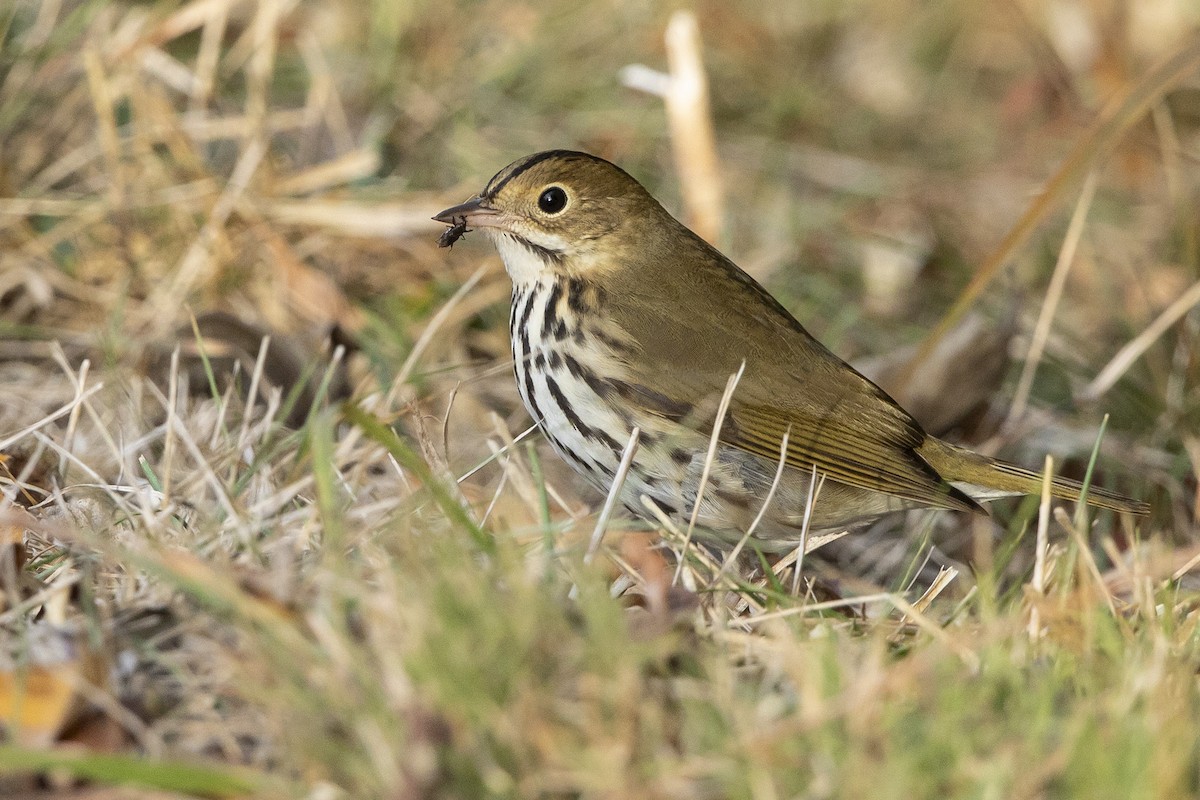 Ovenbird - ML643655722