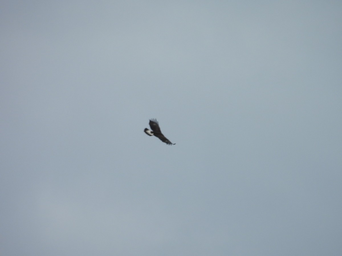 Беркут - ML643655723