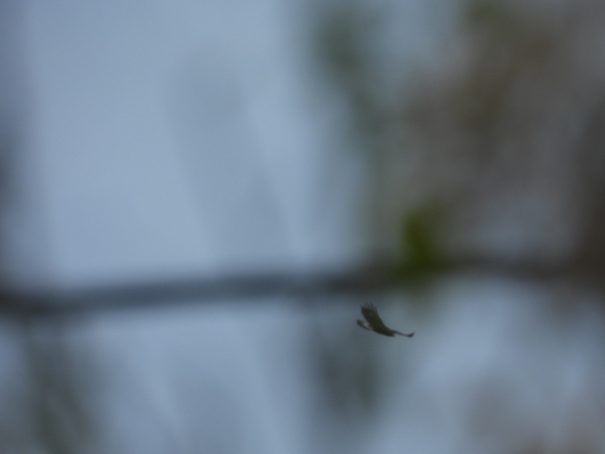 Беркут - ML643655724