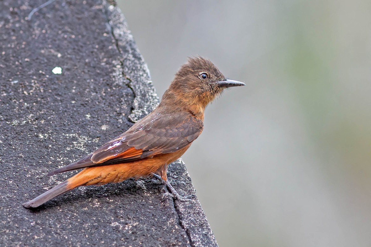 Cliff Flycatcher - ML643655728