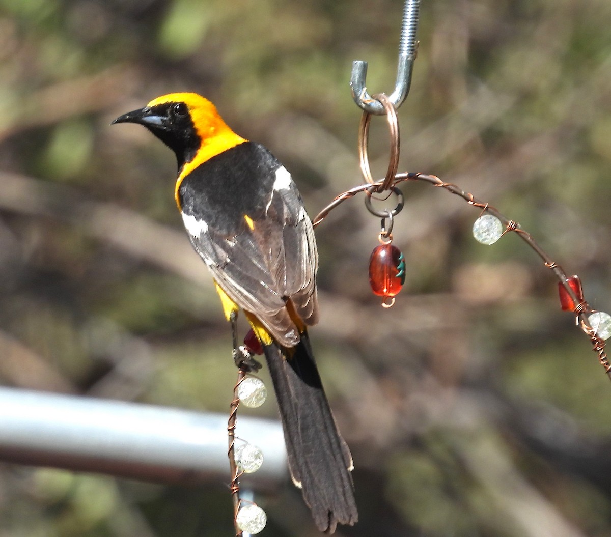 Oriole masqué (groupe nelsoni) - ML643655730