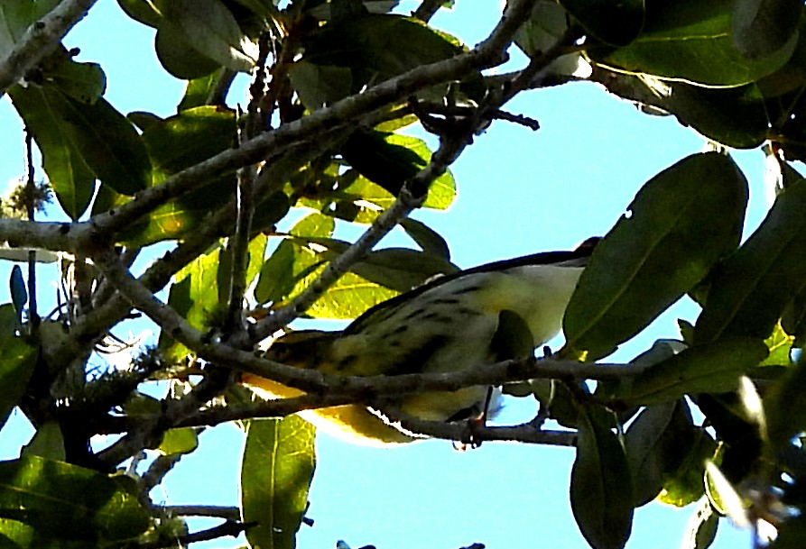 hemlokkparula - ML643655732