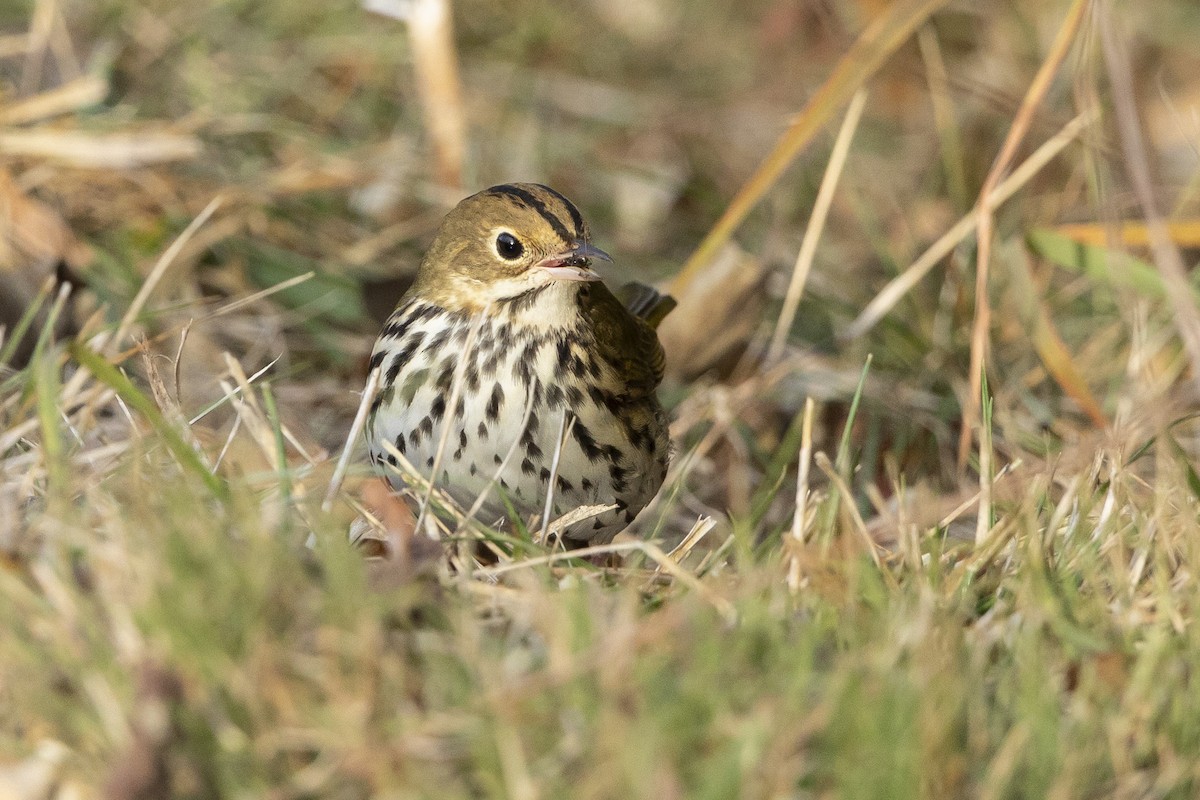 Ovenbird - ML643655735
