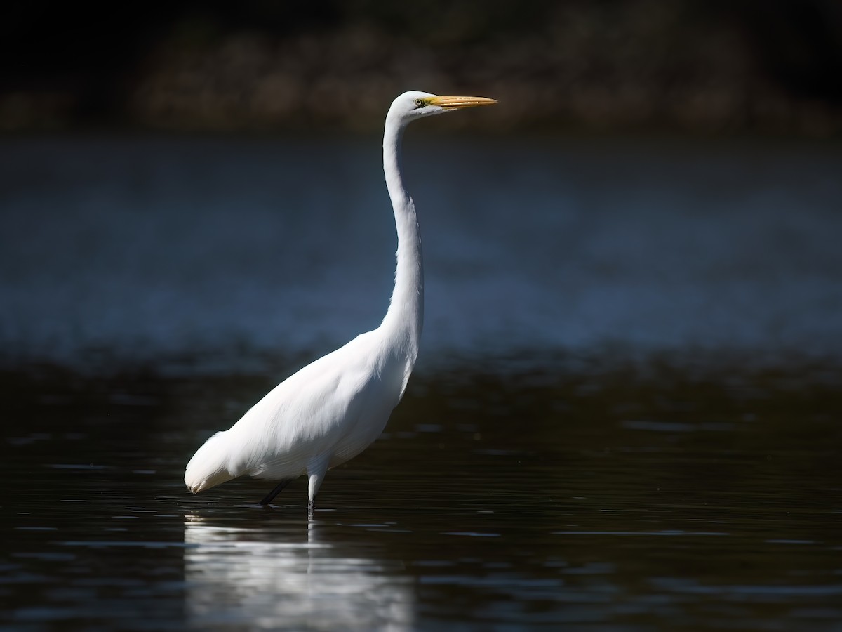 לבנית גדולה - ML643655739