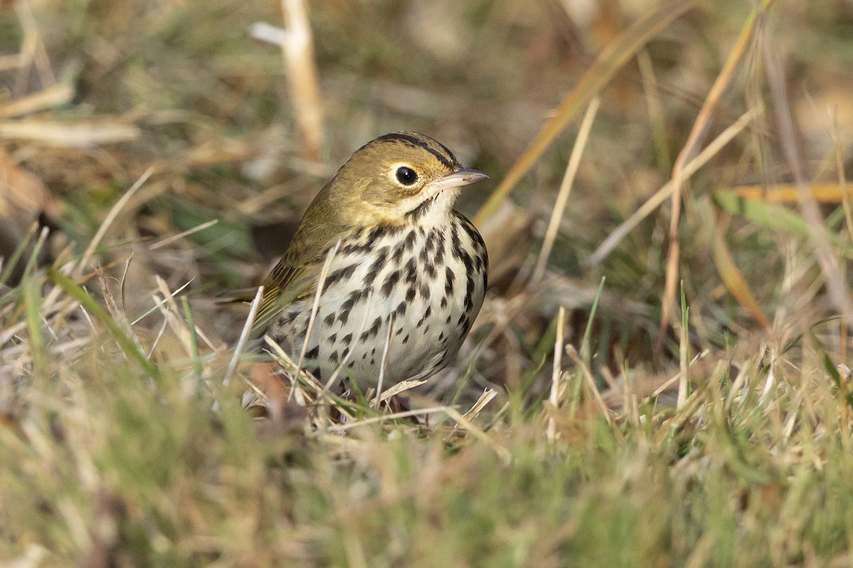 Ovenbird - ML643655740