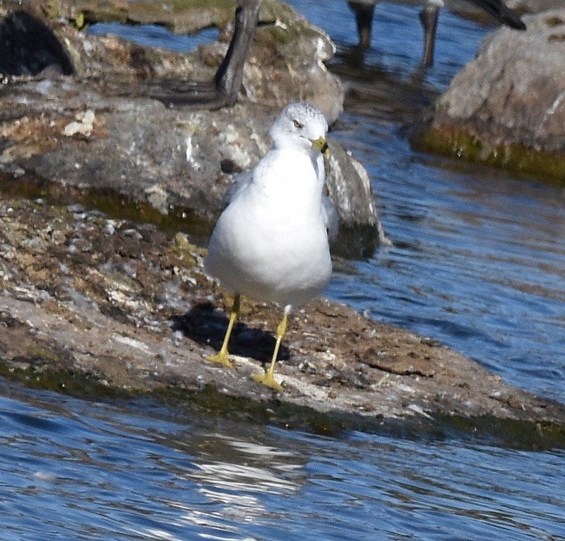 Ring-billed Gull - ML643655747