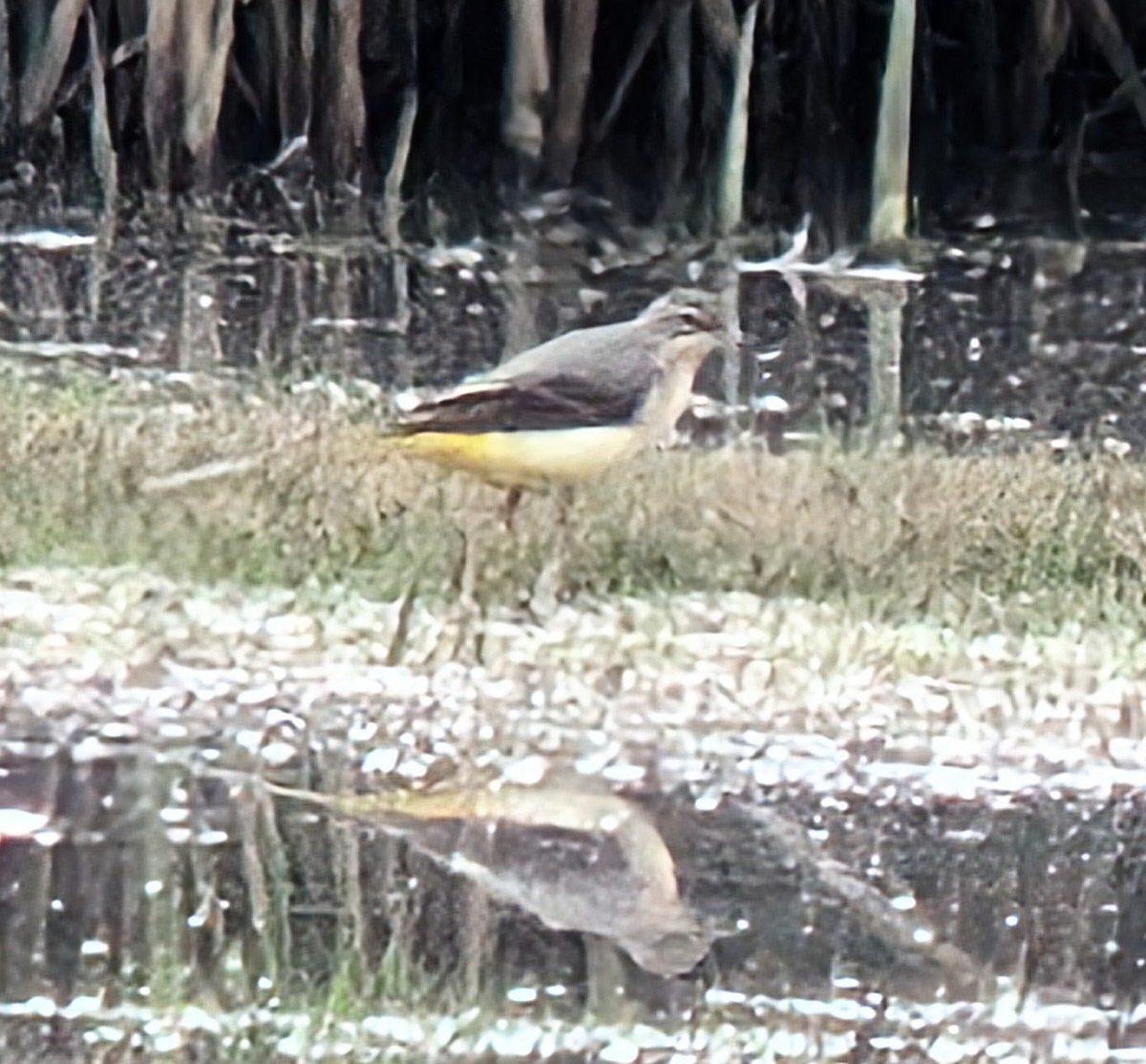 Gray Wagtail - ML643655748