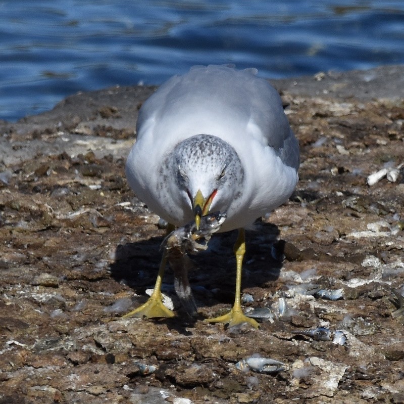 Ring-billed Gull - ML643655751