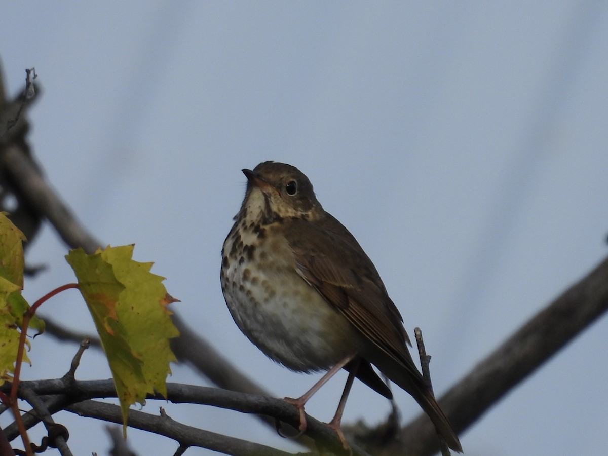 Дрозд-отшельник - ML643655756