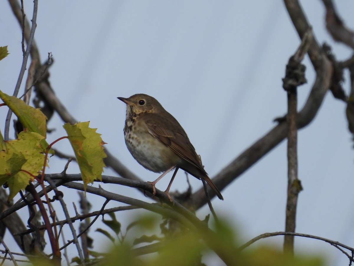 Дрозд-отшельник - ML643655757