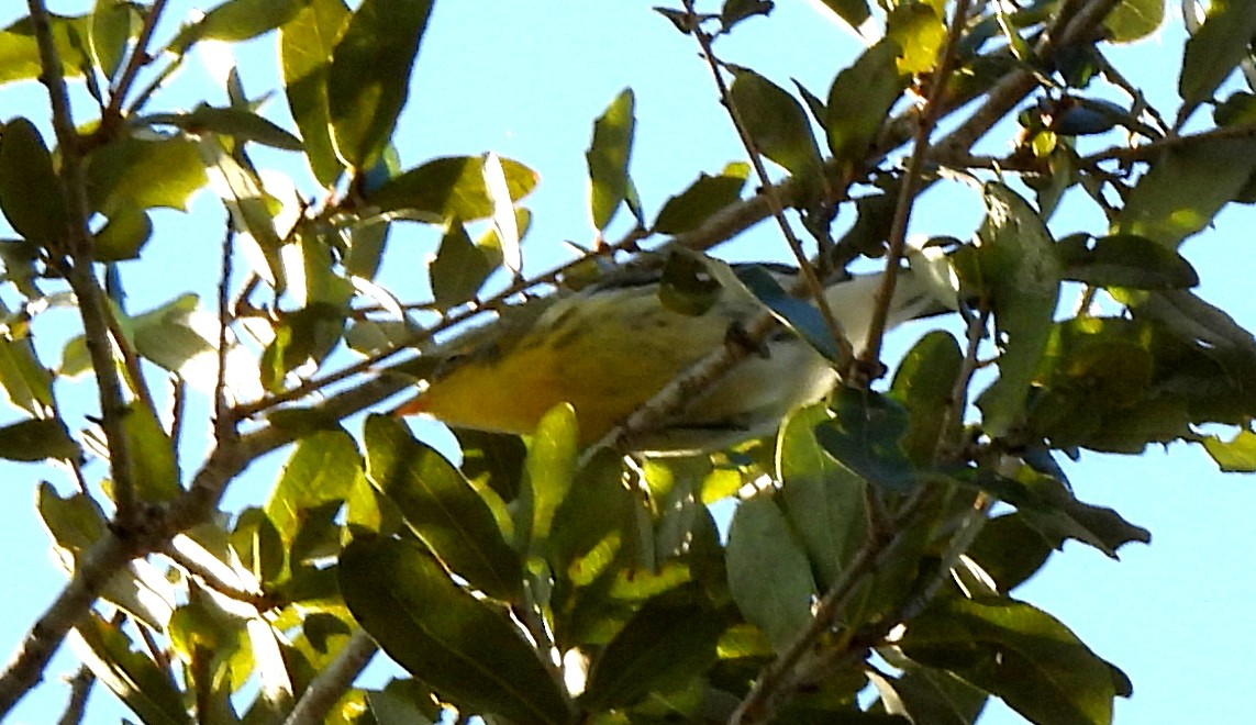 hemlokkparula - ML643655759