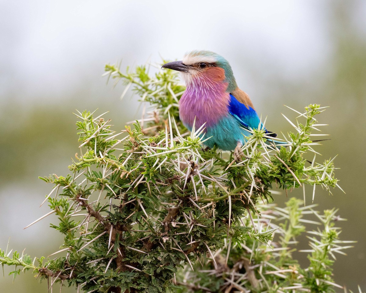 Lilac-breasted Roller - ML643655761