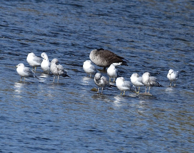 Ring-billed Gull - ML643655764