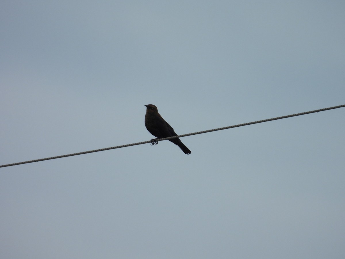 Ржавчатый трупиал - ML643655782