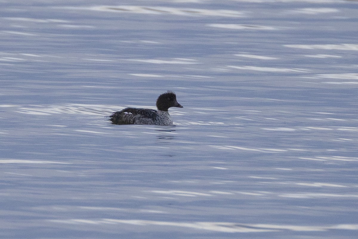 Barrow's Goldeneye - ML643655792
