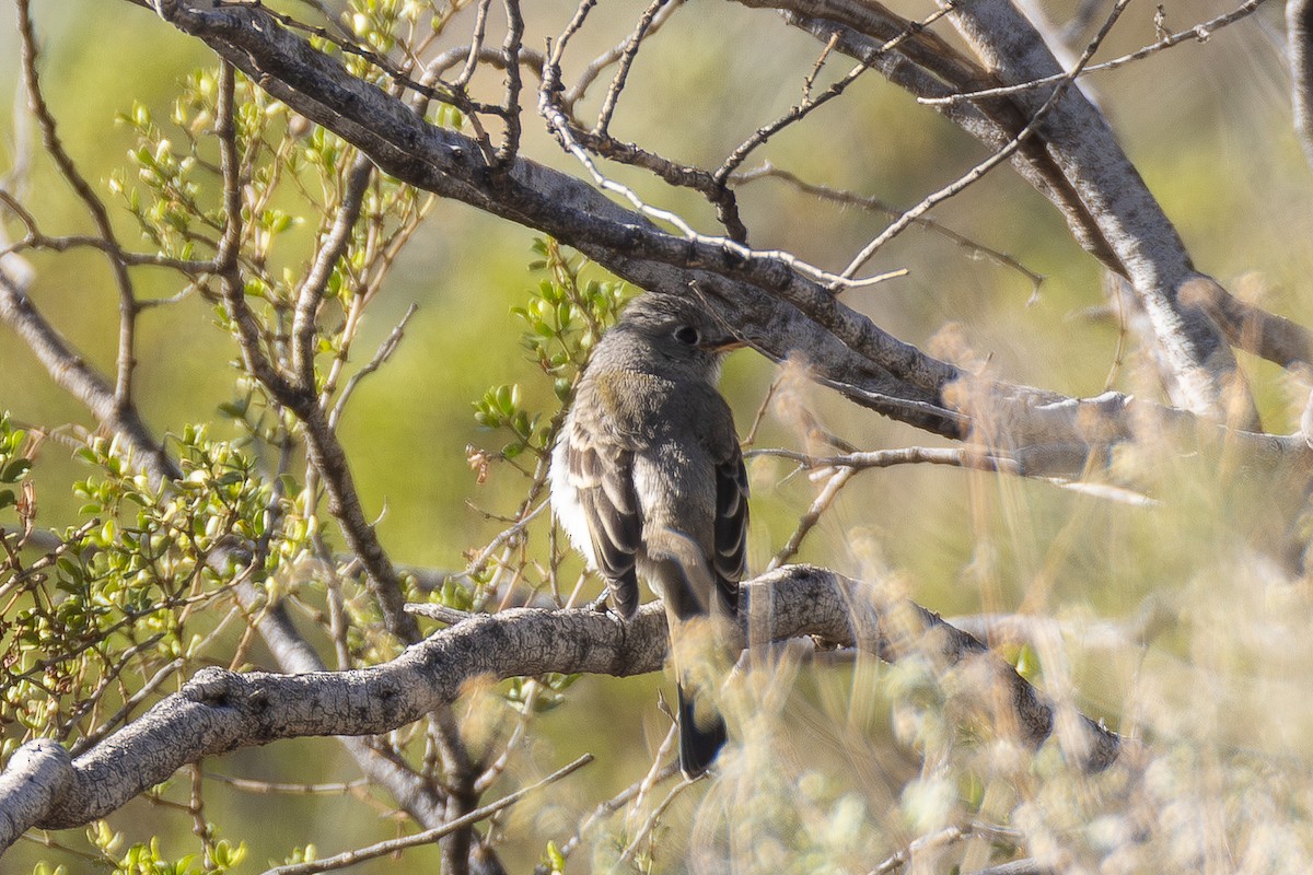 Dusky Flycatcher - ML643655801