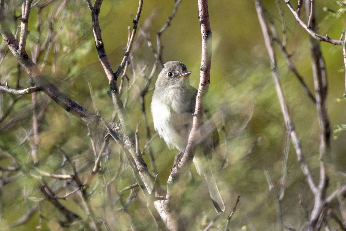 Dusky Flycatcher - ML643655802