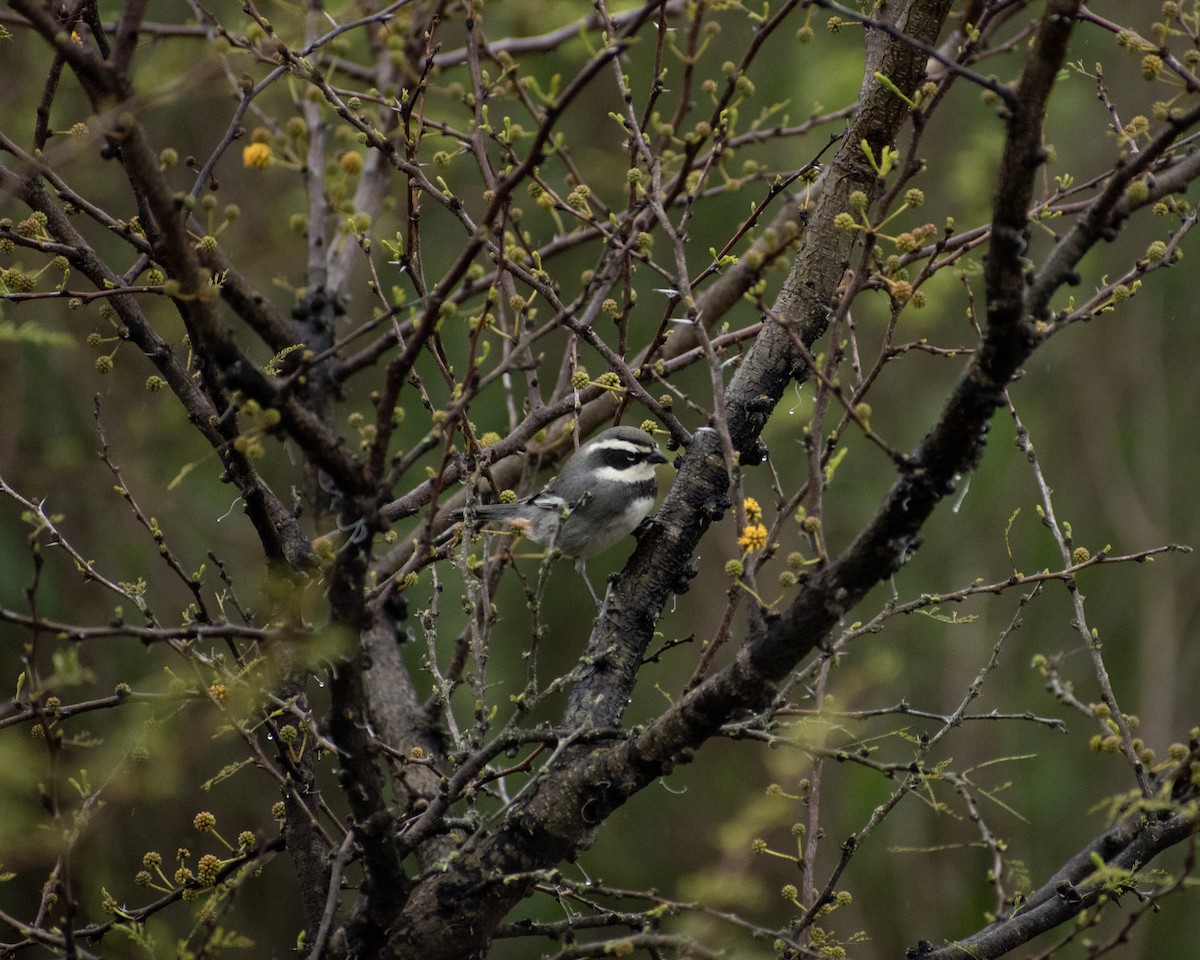 Ringed Warbling Finch - ML643655807