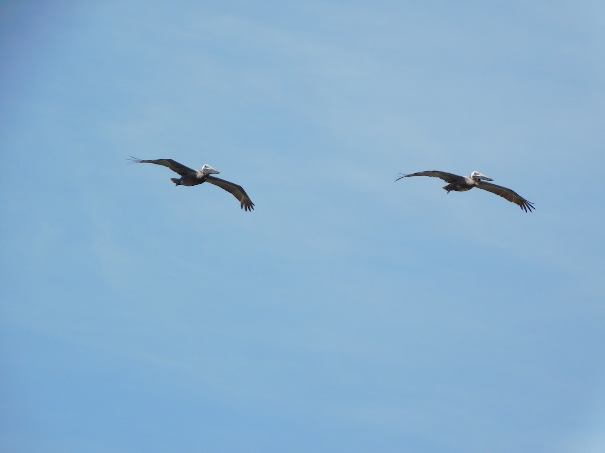 Brown Pelican - ML643655808