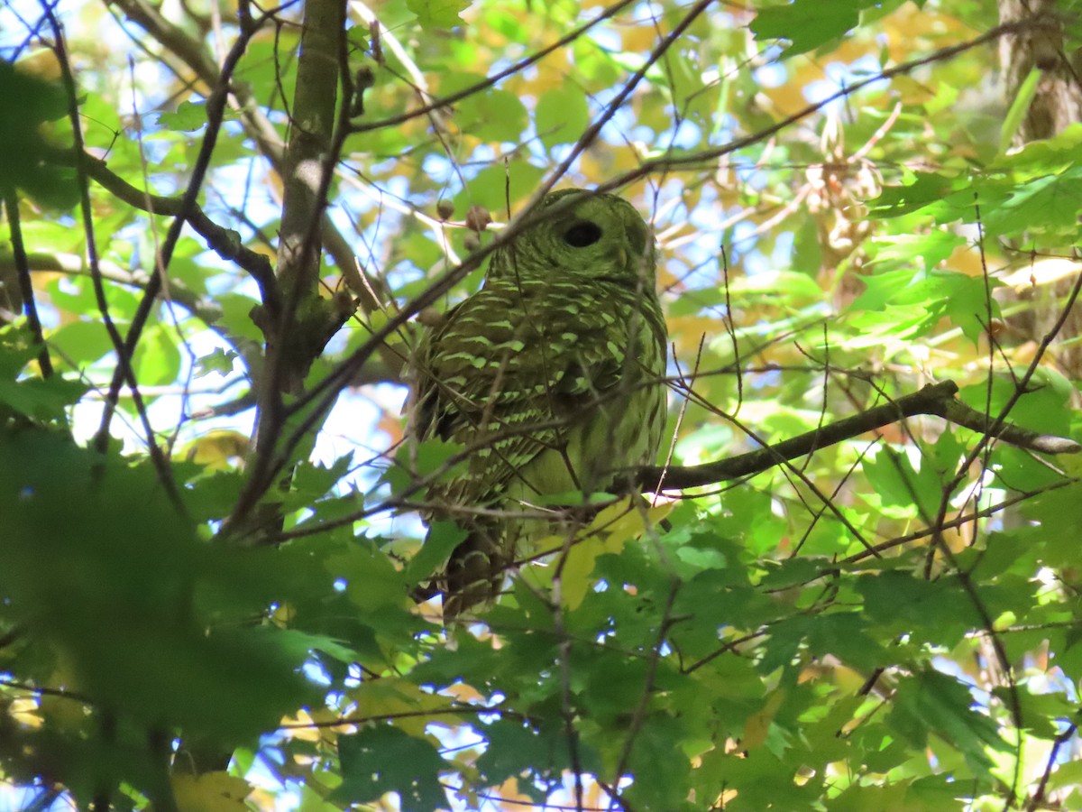 Barred Owl - ML643655824