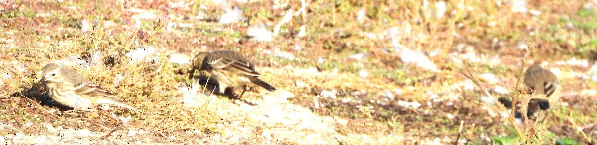 American Pipit - ML643655825