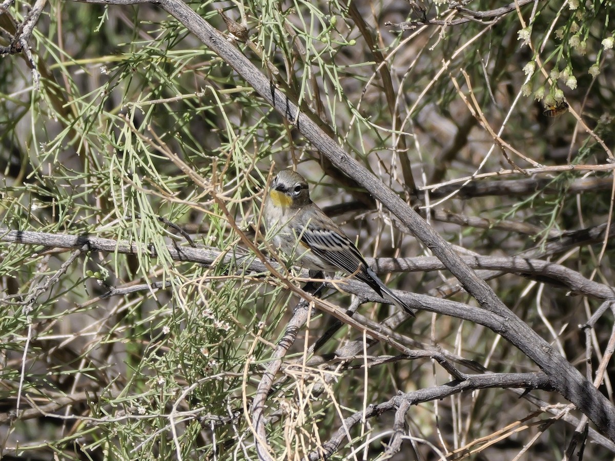 Kronenwaldsänger (Audubonwaldsänger) - ML643655830