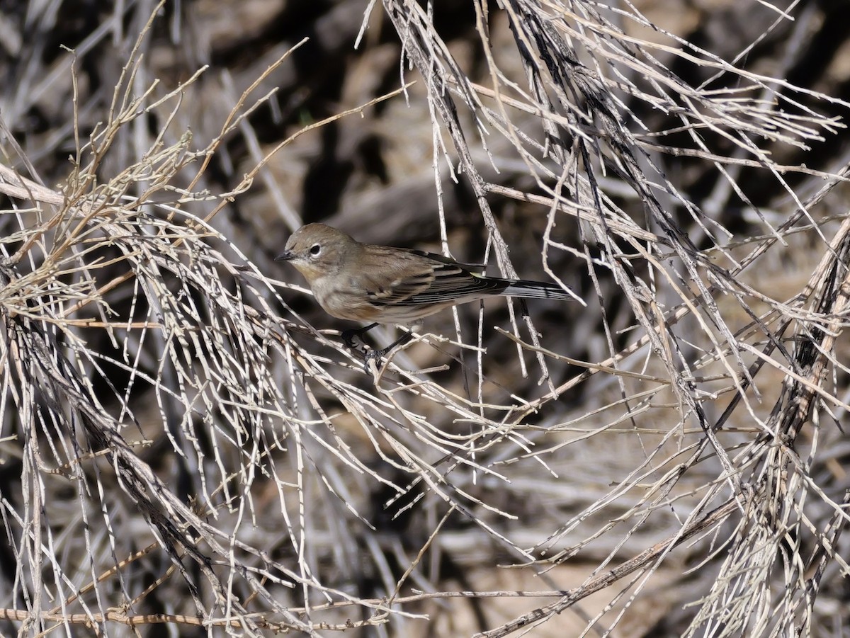 Kronenwaldsänger (Audubonwaldsänger) - ML643655832