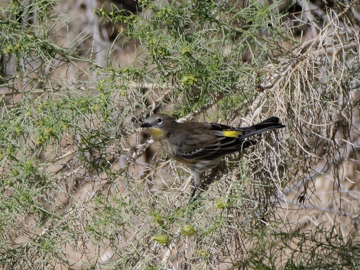 Kronenwaldsänger (Audubonwaldsänger) - ML643655833