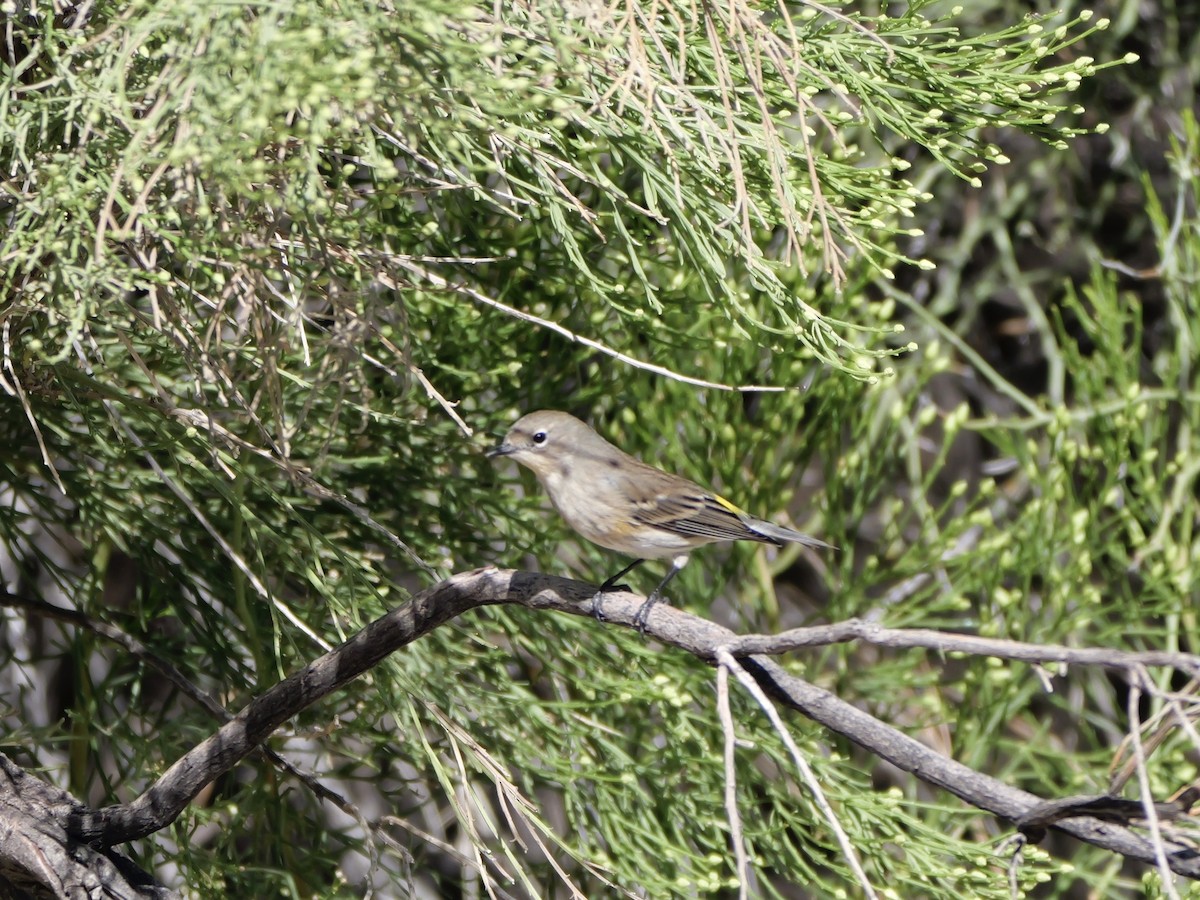Kronenwaldsänger (Audubonwaldsänger) - ML643655837