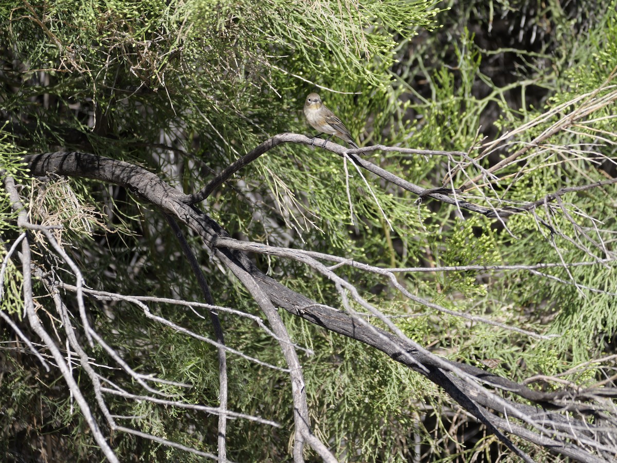 Kronenwaldsänger (Audubonwaldsänger) - ML643655839