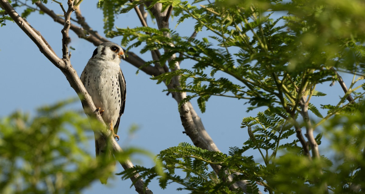 American Kestrel - ML643655840