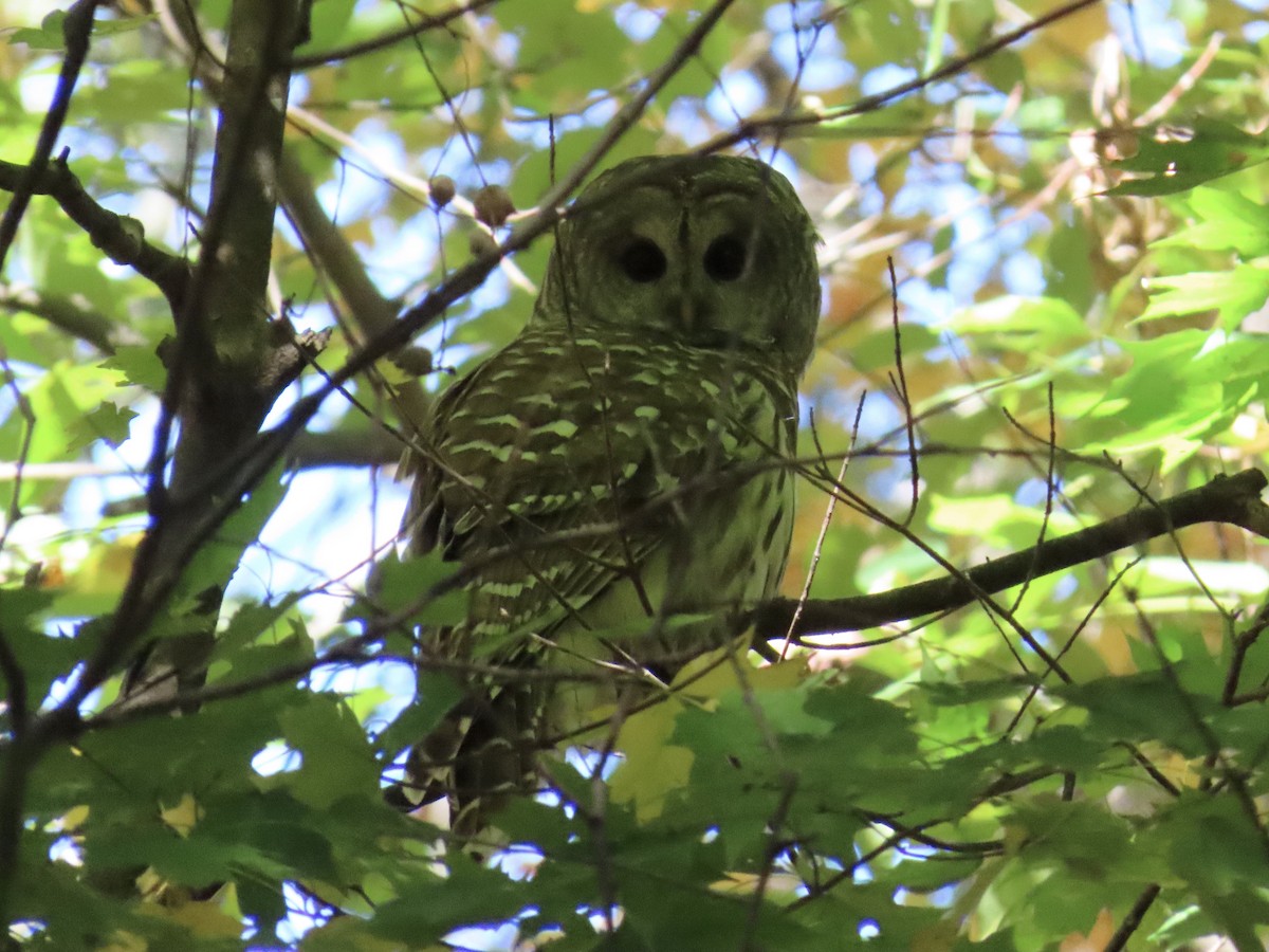 Barred Owl - ML643655842