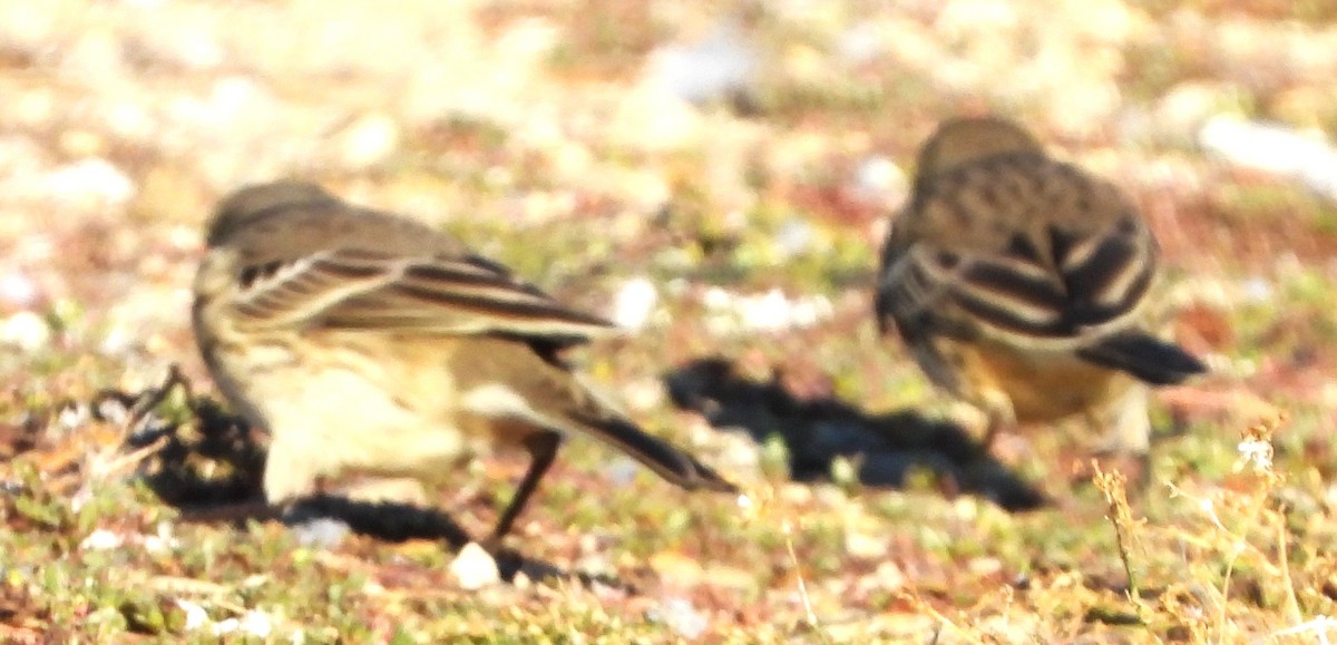 American Pipit - ML643655844