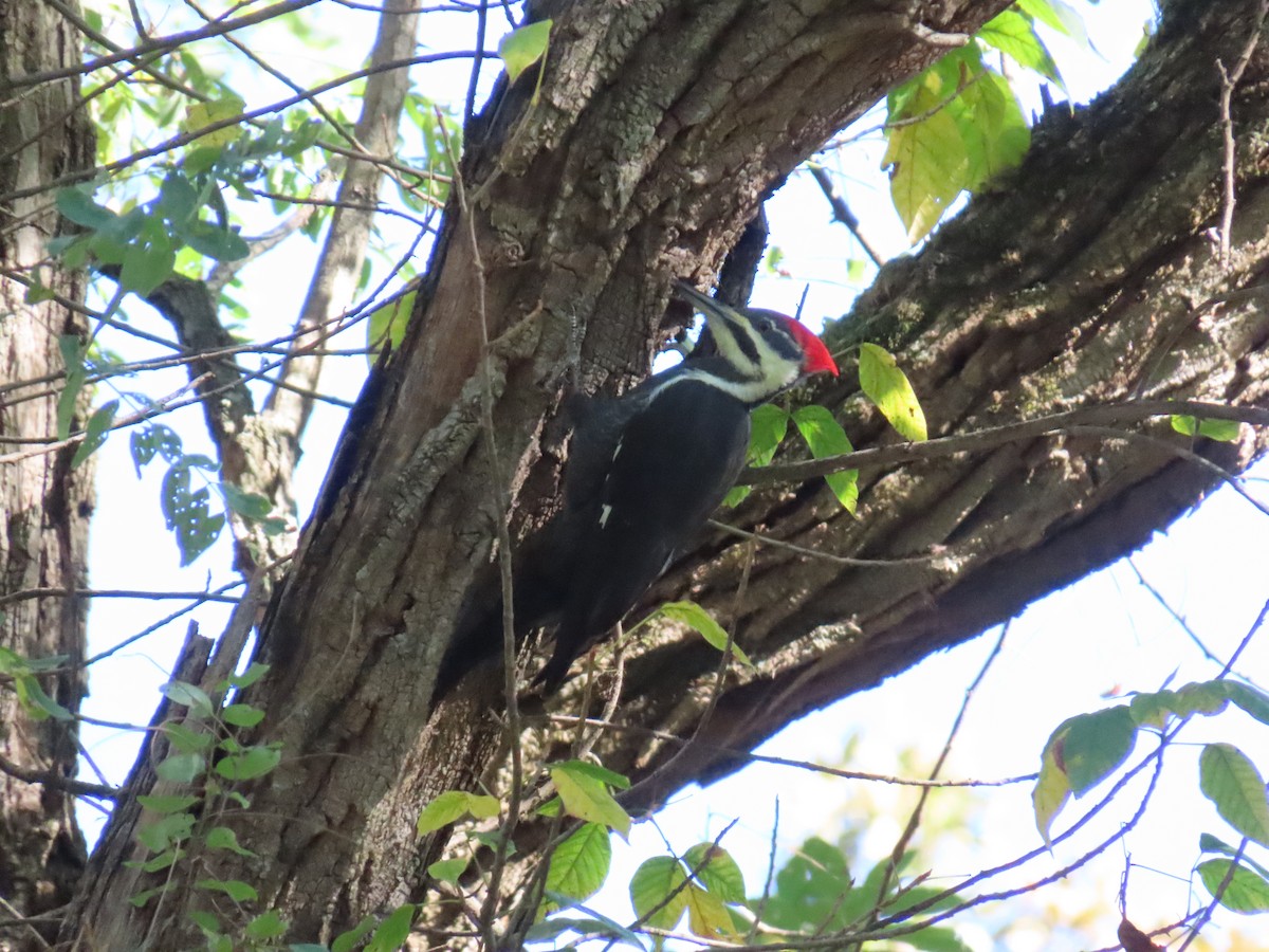 hvitbrynsvartspett - ML643655859