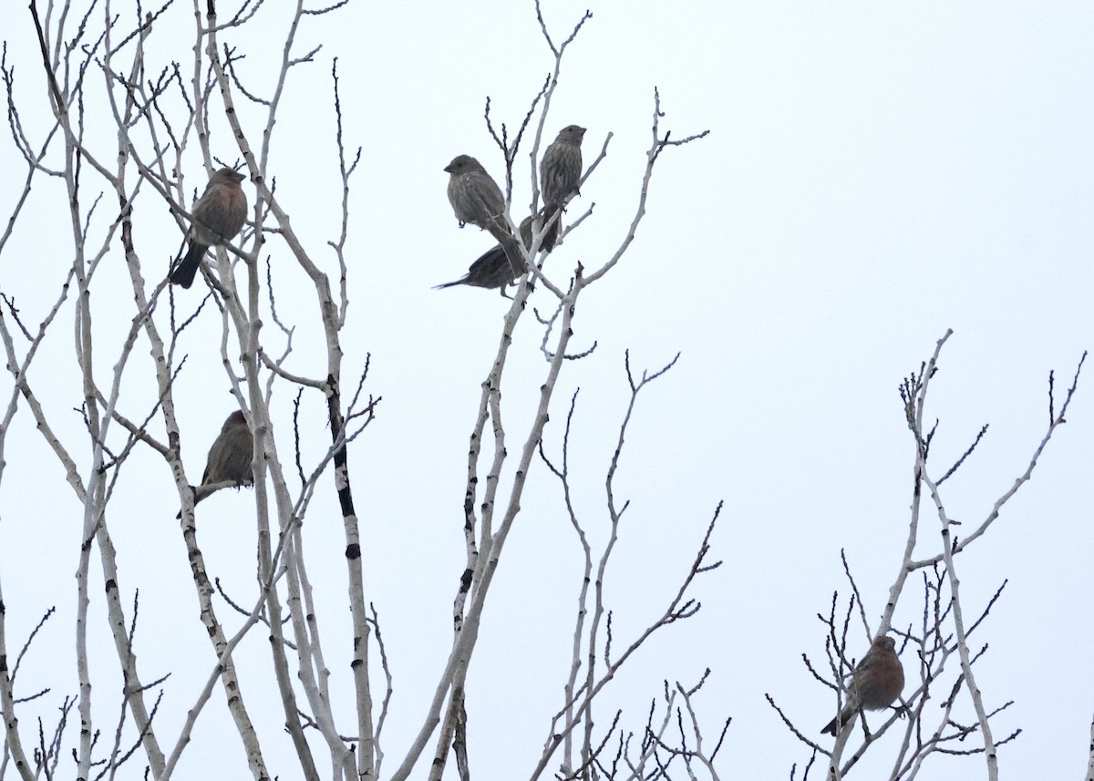 House Finch - ML643655886