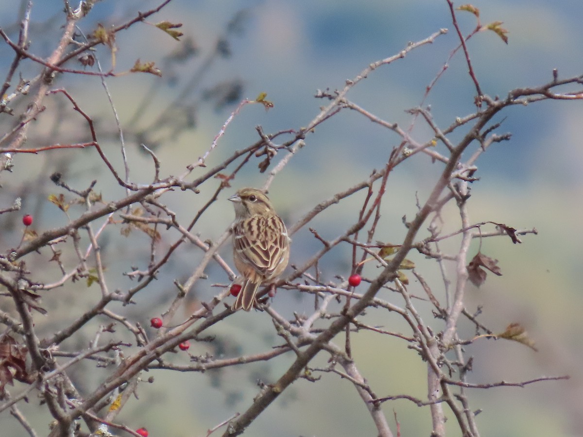 Rock Bunting - ML643655910
