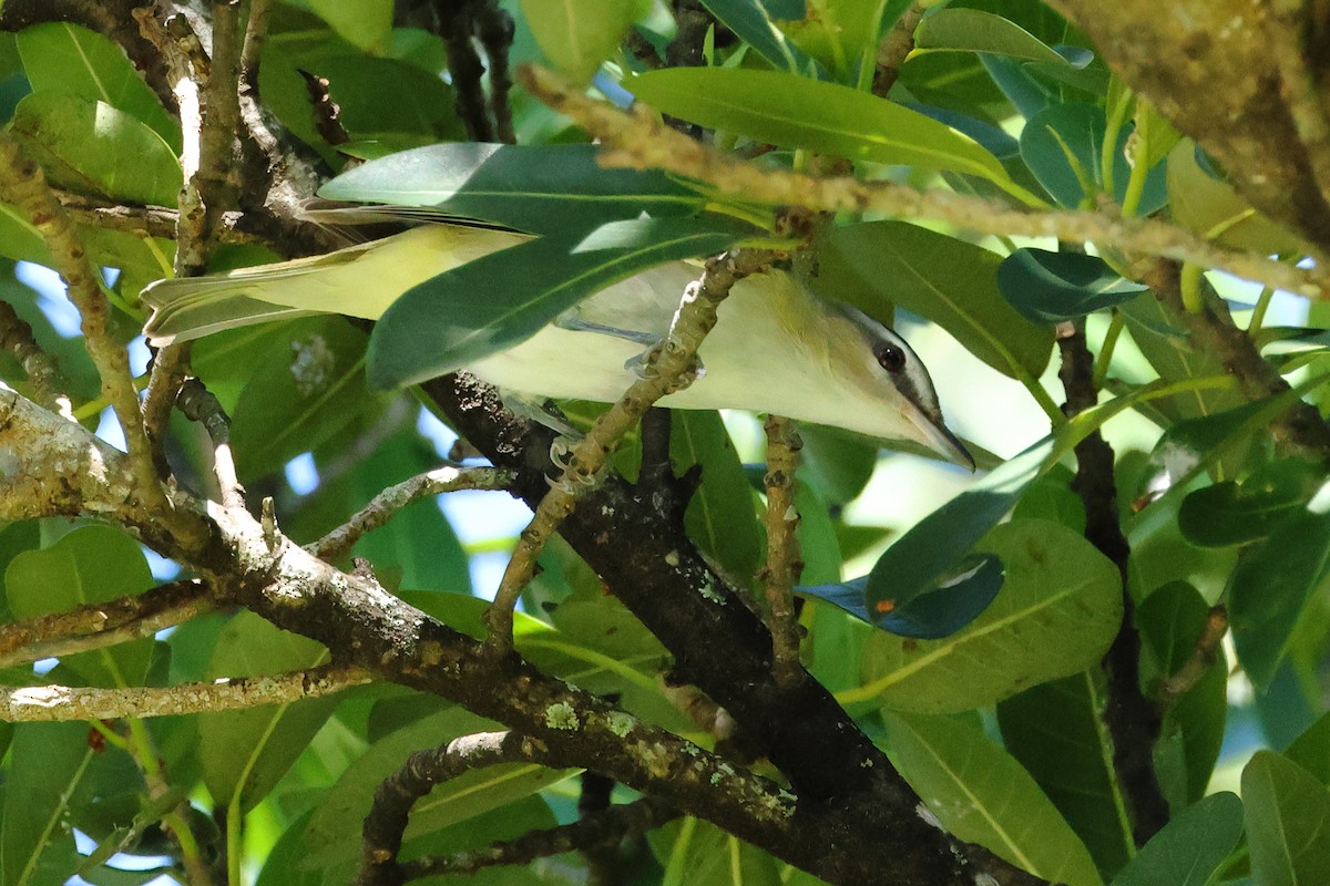 Red-eyed Vireo - ML643655914