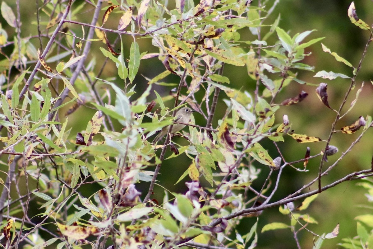 Ruby-crowned Kinglet - ML643655920