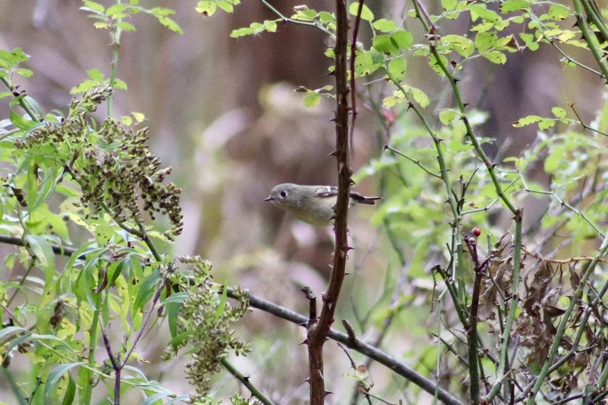Ruby-crowned Kinglet - ML643655921