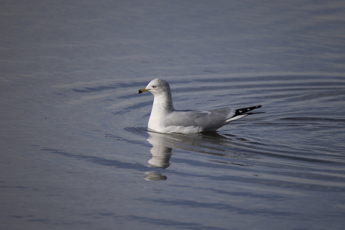 Ring-billed Gull - ML643655922