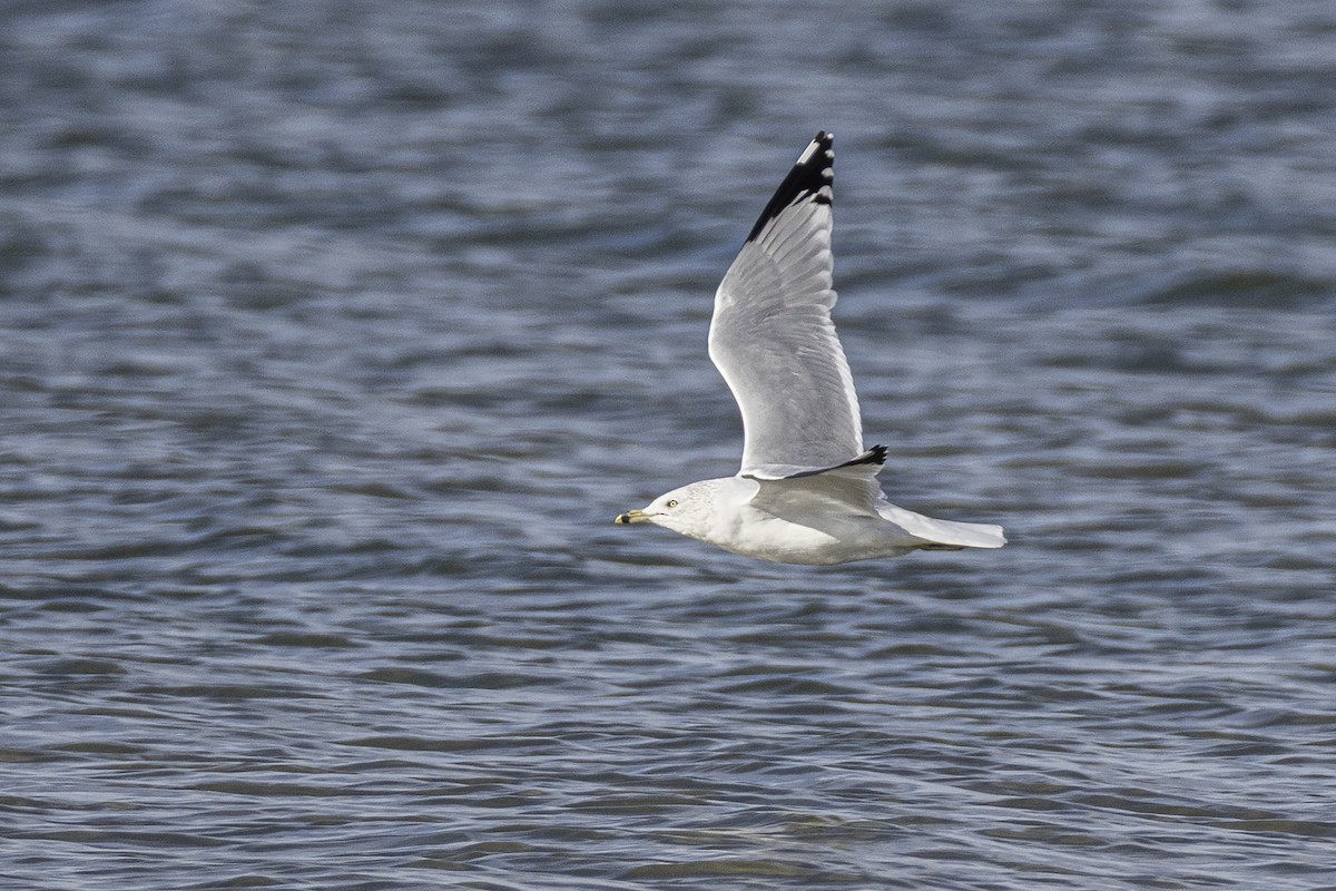Ring-billed Gull - ML643655923
