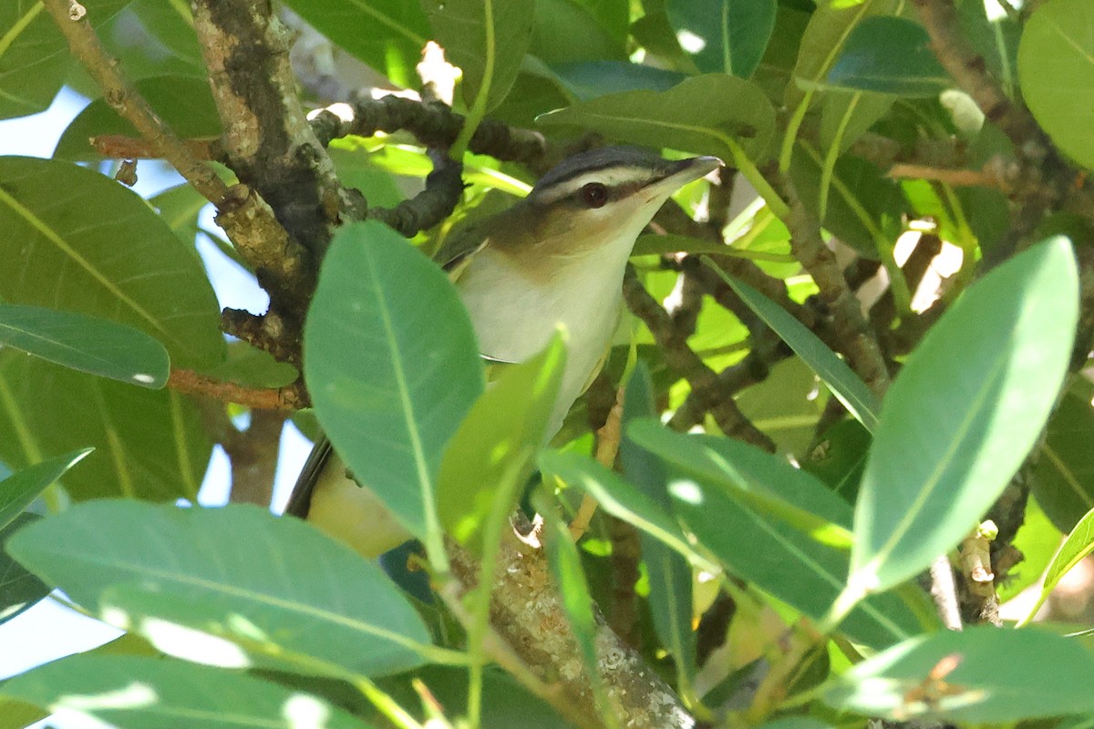 Red-eyed Vireo - ML643655930