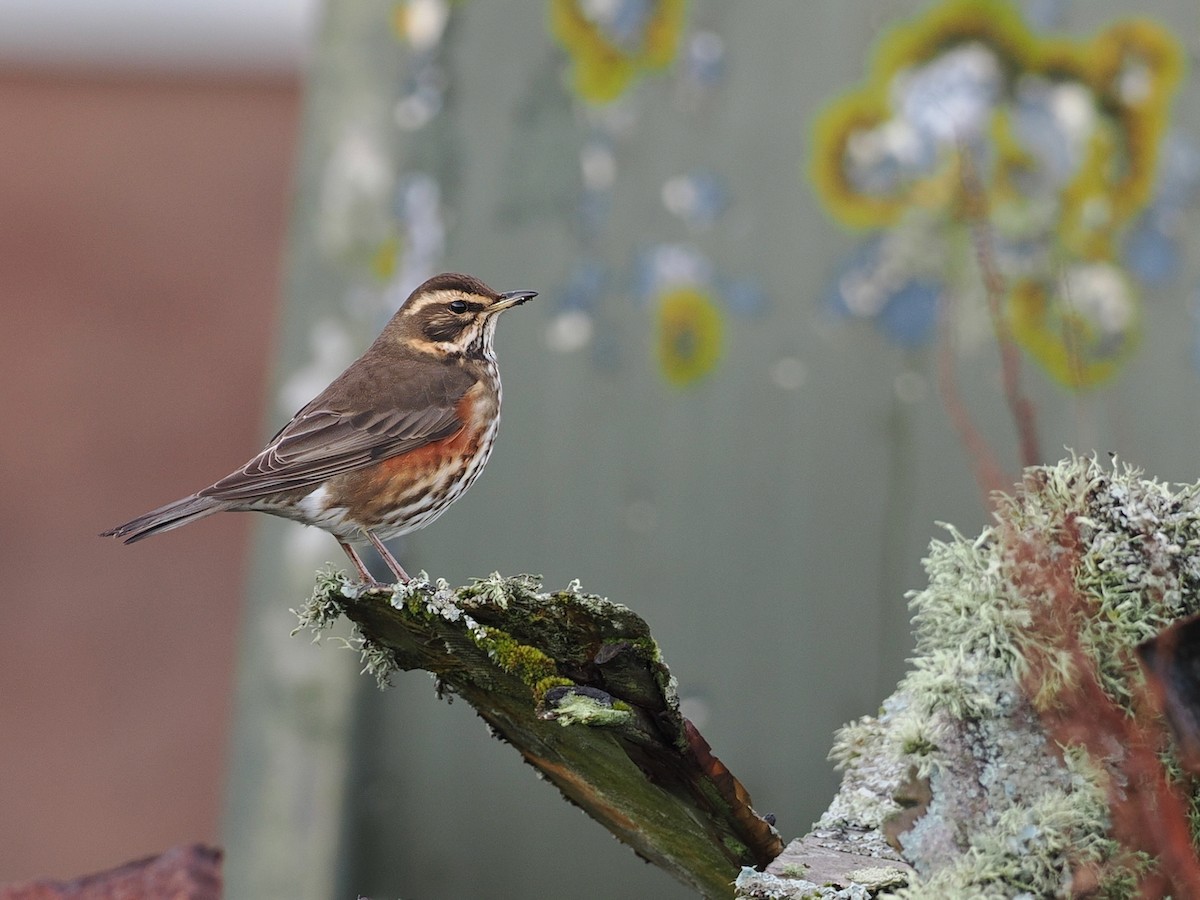 Цагаан хөмсөгт хөөндэй - ML643655952