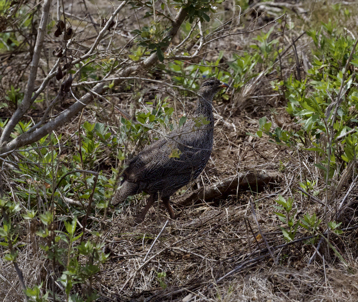 Cape Spurfowl - ML643655953