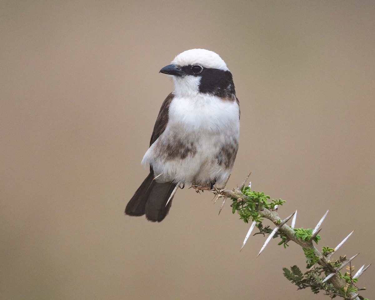 White-rumped Shrike - ML643655954