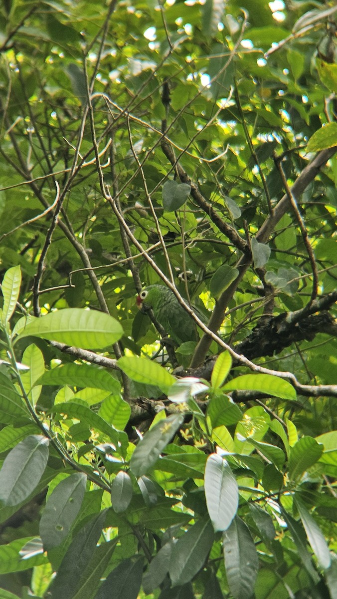 Red-lored Amazon - ML643655978